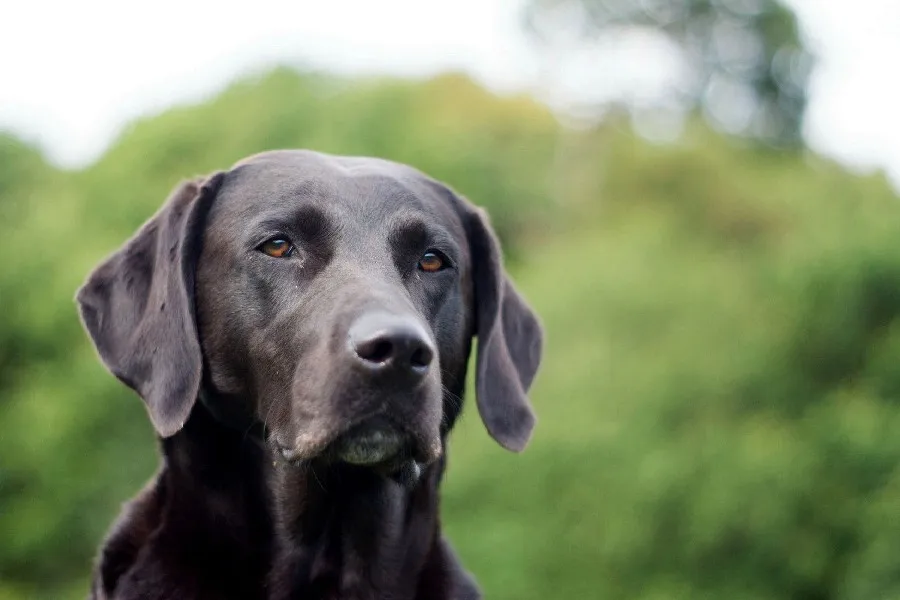 Buy Dog Labrador Retriever Ears Black Coats Head Brown