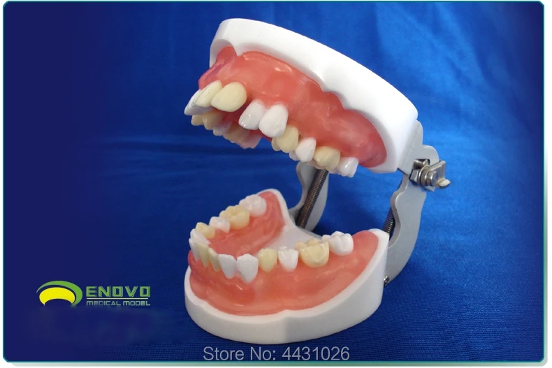 ENOVO медицинская квалификация осмотр зубов извлечение Модель полости рта Стоматологическая Модель полости рта дивизия зубов
