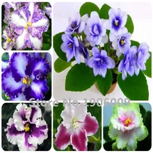 Hot Sale !!! 100 PCS 24 Colors Violet Seeds Garden Plants Violet Flowers Perennial Herb Matthiola Incana Seed