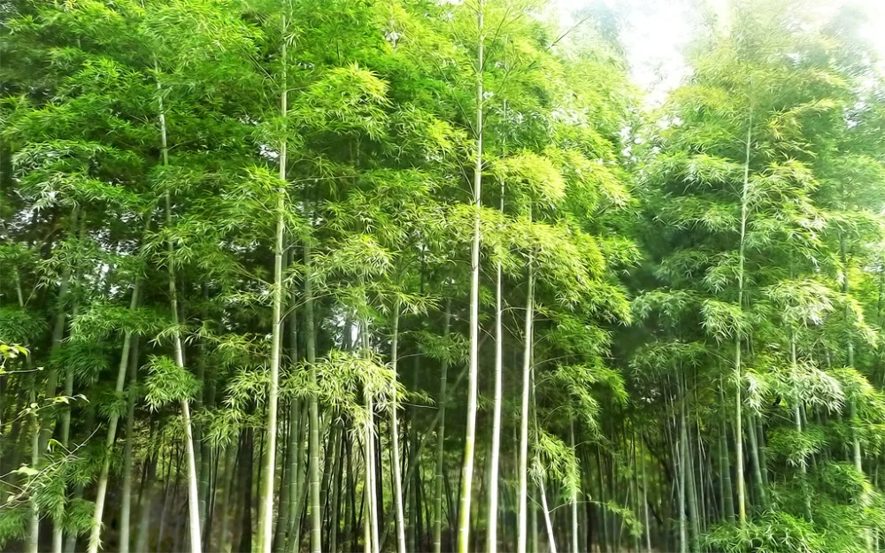 Высокое качество на заказ 3d занавеска Ткань 3D занавеска роскошный затемненный оконный занавес гостиная зеленый бамбуковые шторы