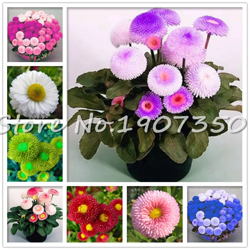 

100 Pcs Bonsai Rare Japan Daisy Ground-Cover Chrysanthemum Perennial Beauty Daisy Flower Home Garden Plants Easy To Grow