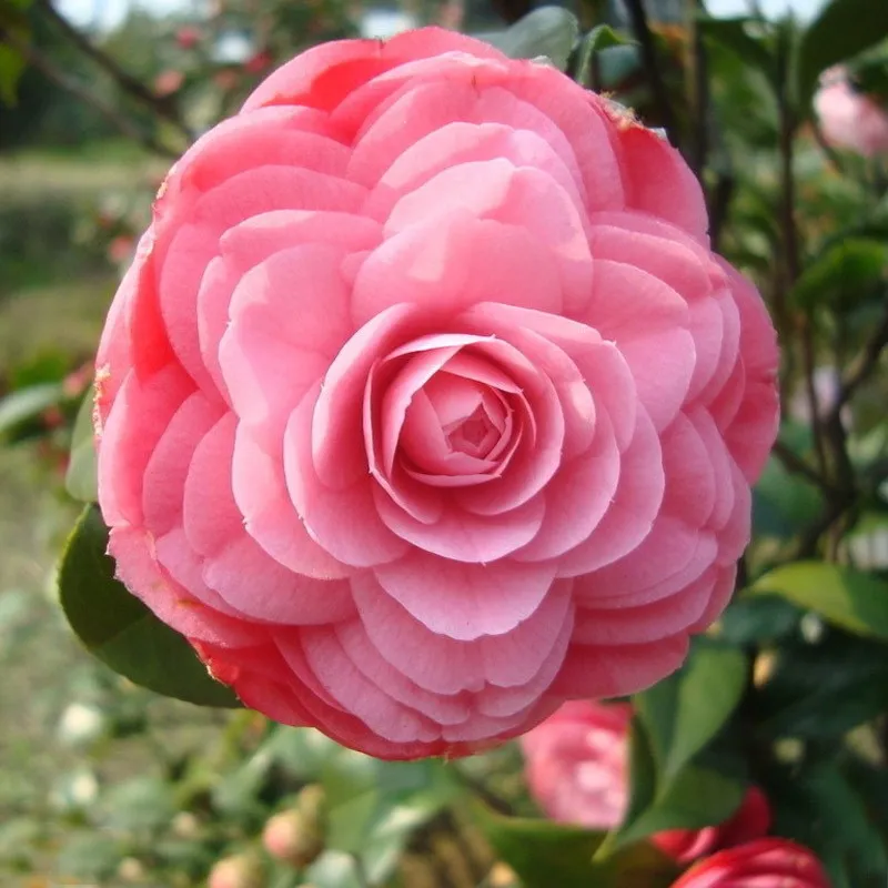 Buy Camellia Seed 1Pcs/Pack Mix Color DIY