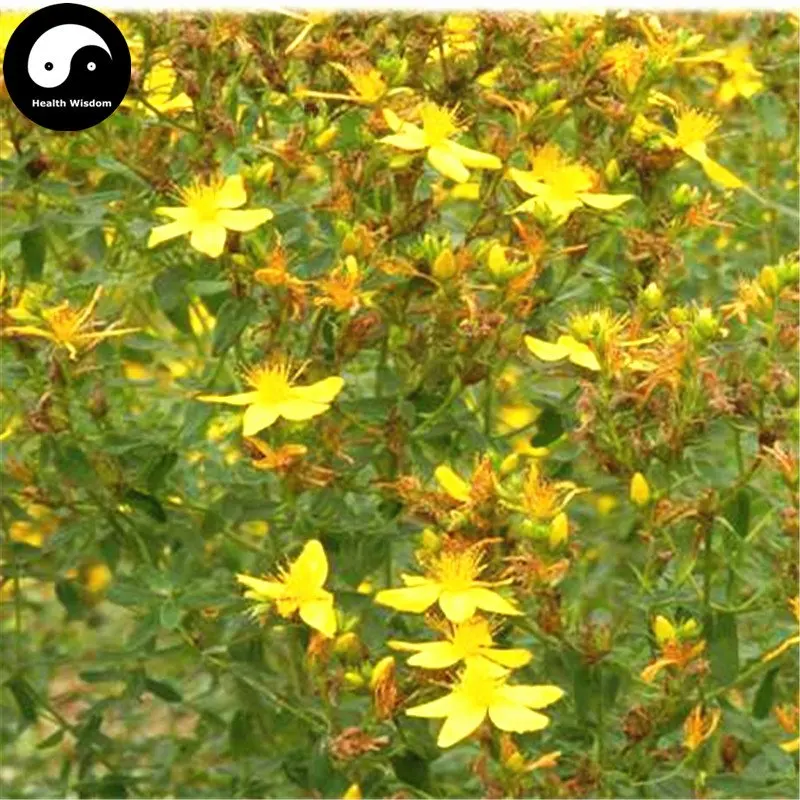Купить St. jonwort Herb Semente 200 шт завод Hypericum перфоратум Guan Ye Lian Qiao