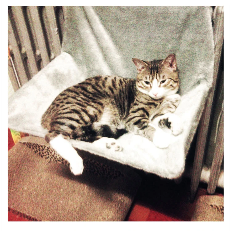 Кошка кровать регулируемое окно подоконник кошка радиатор Lounge гамаки для кошки Китти висячая кровать уютная переноска кровать для домашних животных гамак