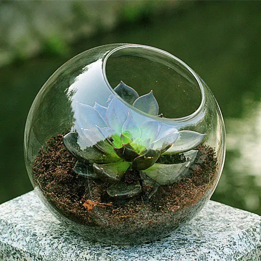 Buy Flat Bottom Round Glass Terrarium, Air Plants