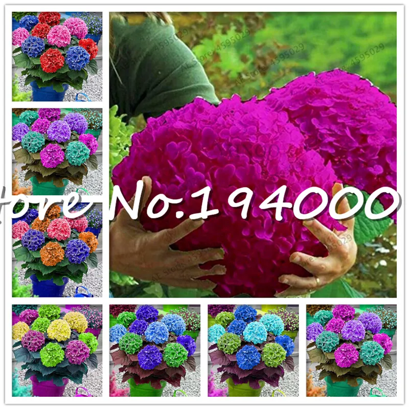 Buy Big Sale! 20 pcs Hydrangea bonsai Mixed color