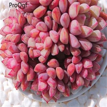 

2Pcs A Set subcorymbosa