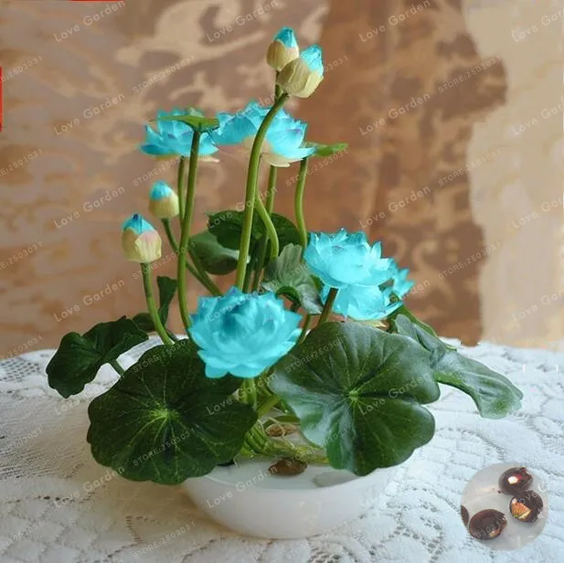 10 Pcs/Pack Bowl Lotus Bonsai Hydroponic Plants