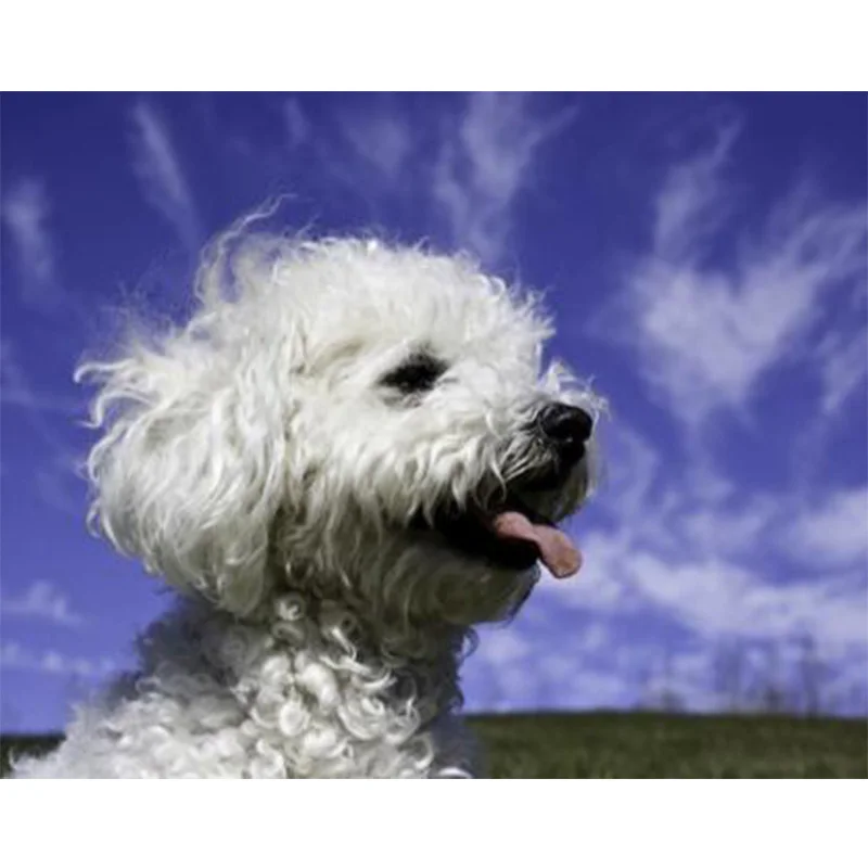 

New Full 5D Diy Diamond Painting Pittsburgh Bichon Frise dog Diamond Embroidery Diamond Mosaic Home Decor Rhinestones gift C122