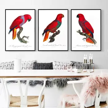 

Vintage 1800s Natural History of Parrots Encyclopedia Posters Red Crimson Classic Canvas Paintings Wall Stickers Nursery Decor