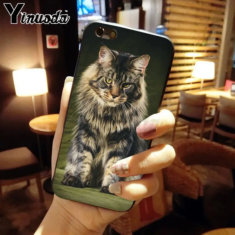 pet maine coon cat