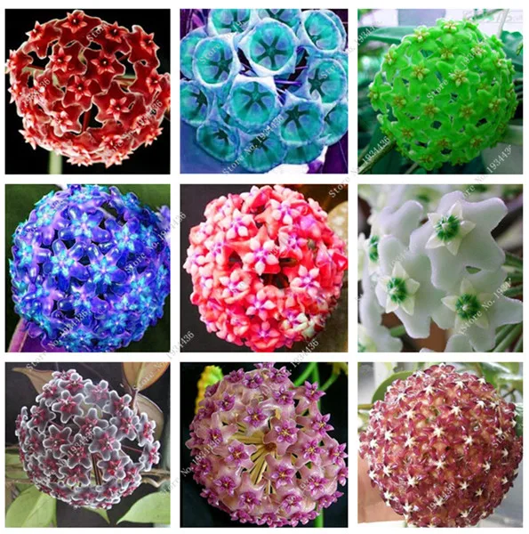 

Hoya Carnosa Garden Flower, Plant The Perennial Plantation - 100 Pcs Bonsai Indoor Plants Easy Grow