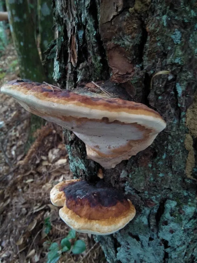 0,2 кг навалом Упаковка Ganoderma lucidum/Reishi/Грибная пудра из спор клетка-сломанная> 99% А класс