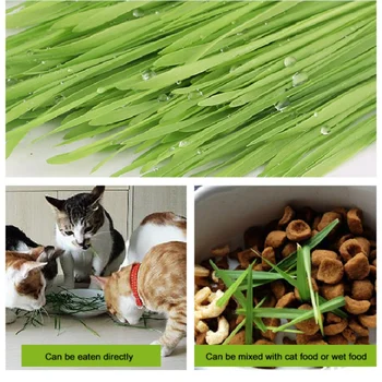 

Non-toxic Edible Removal of Gastrointestinal Hair Ball Cat Grass Seeds for Pet Cat Supplement Vitamins Play For Gatos
