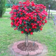 100 Red Rose tree Seeds, DIY Home Garden Potted ,Balcony & Yard Flower Plant Free Shipping New 2016