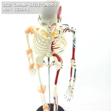 CMAM/12364-1 85 скелет, flexile, мышечная точка, медицинский полный скелет анатомическая модель человека