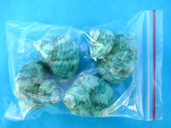 

4pcs green screw set natural conch shell bundle hermit crab roll sallei fish replacement aquarium decoration