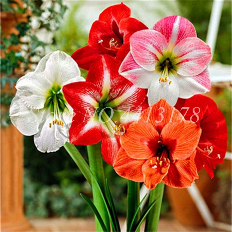 Hot Amaryllis Bonsai 100 Pcs Chinese Cheap Flower Bonsai Plants Hippeastrum Flower Plant Pots Flower Garden Balcony Easy Grow Hot Amaryllis Bonsai 100 Pcs Chinese Cheap Flower Bonsai Plants Hippeastrum Flower Plant Pots Flower Garden Balcony Easy Grow