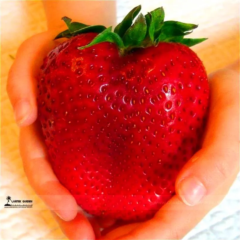 

1000 Giant Strawberry ,Rare,Big as a Peach,very delicious Fruit Strawberry fruit for home garden
