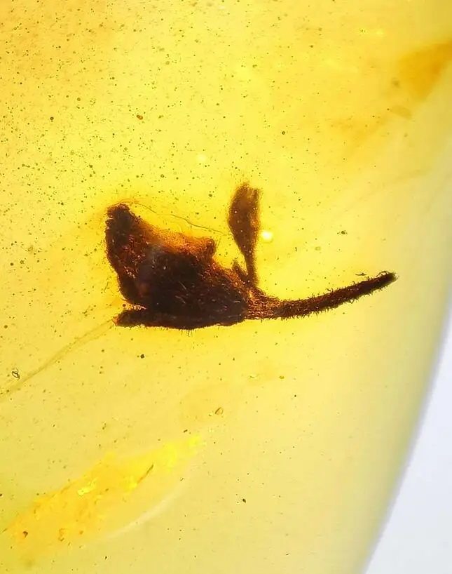 

Cretaceous Blooming flower beetle Myanmar Amber insect 100 million years lynx stone ring surface womens mens jewelry accessory