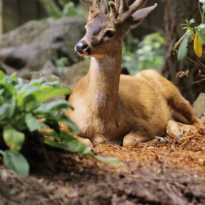 Oregon  Black-Tailed Deer  (Odocoileus Hemionus)  Calmly Sitting On Ground. Poster Print (22 x 34)
