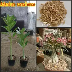 100% свежий настоящее "Adenium Somalense"-адениум тучный semillas-бонсай Desert Rose Цветок завод Sementes