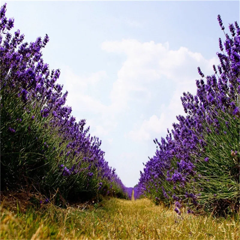 100 Pcs Italian Lavender Flower Heirloom Charming Fragrant Potted Plant Fast Growing Your Garden