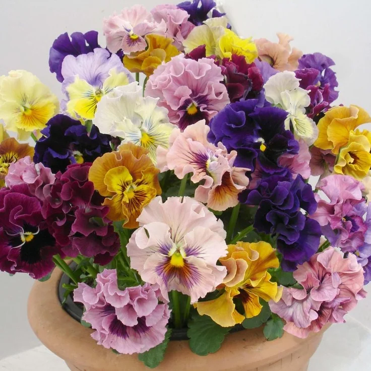 30 Ondulés Viola Tricolor Froufrous Pensée Fleur Bonsaï Pot Pansy Graines  Annuel Jardin Pour Voir Décorer A090 | AliExpress