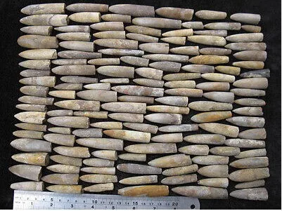 Special Price 1000g  Natural Rare The arrow fish fossil specimens