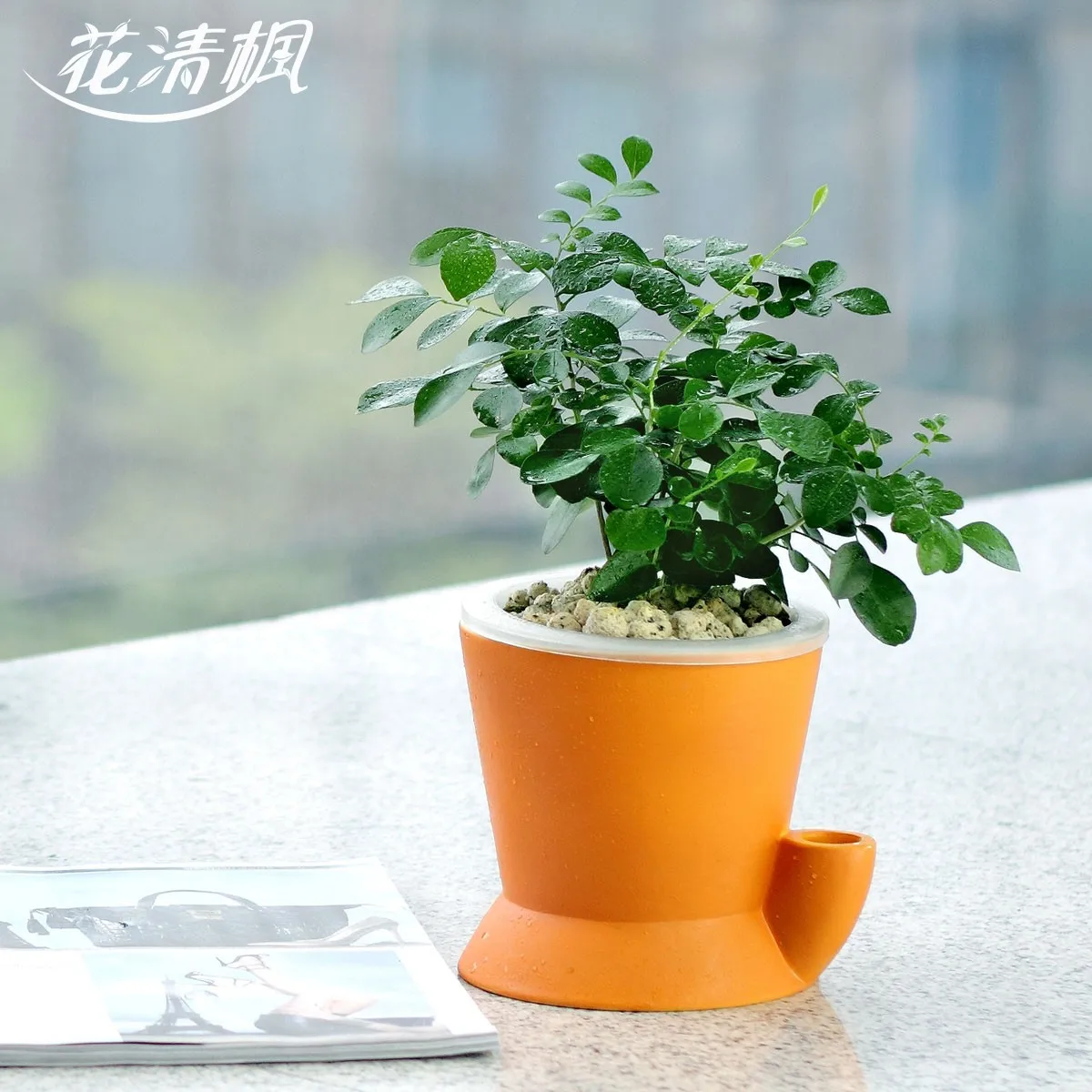 Murraya Paniculata Bonsai Indoor Plants Hydroponic Flowers Bonsai Murraya Paniculata Bonsai Indoor Plants Hydroponic Flowers Bonsai