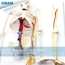 12367/модель скелета человека w/нервы и кровеносные сосуды 85 см, медицинские исследования анатомические модели