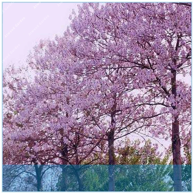 

ZLKING 100pcs fast growing tree Paulownia, empress tree Romantic Flower