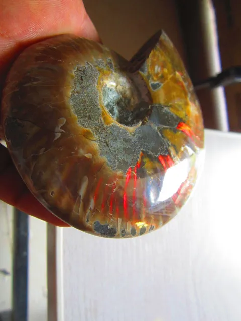 Cheap 313g(0.91 lb) Iridescent Ammonite Ammolite Specimen Fossil Madagascar BFB645