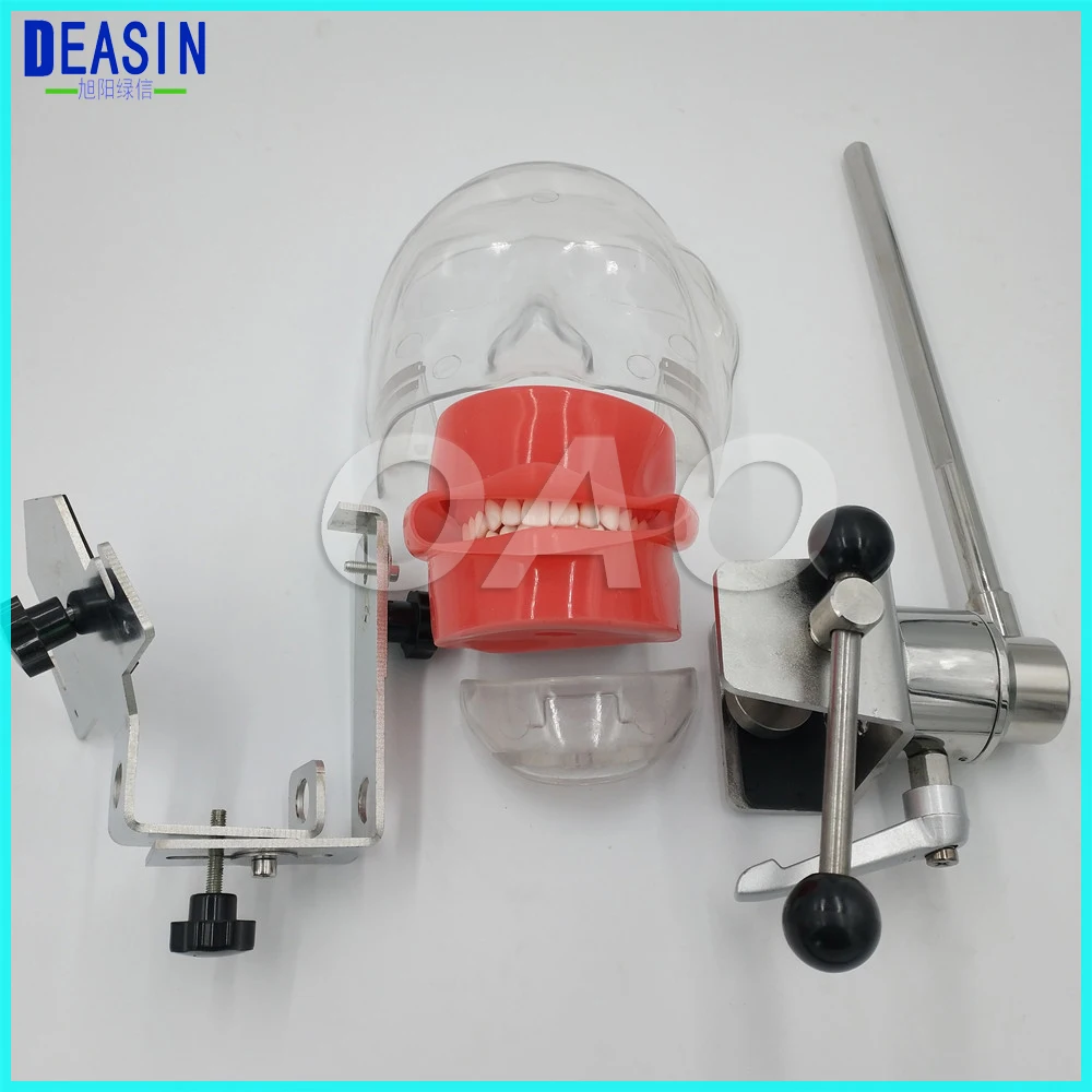 Dental Simple Head model Apply to the oral cavity simulation training fixed on the dental chair for any position practice Dental Simple Head model Apply to the oral cavity simulation training fixed on the dental chair for any position practice