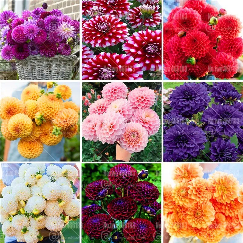 

25pcs Dahlia pinnata Bonsai Plants Dahlia Flower (Not Bulbs) Perennial Flowering Plants for Home Garden Ornamental Flower Bonsai