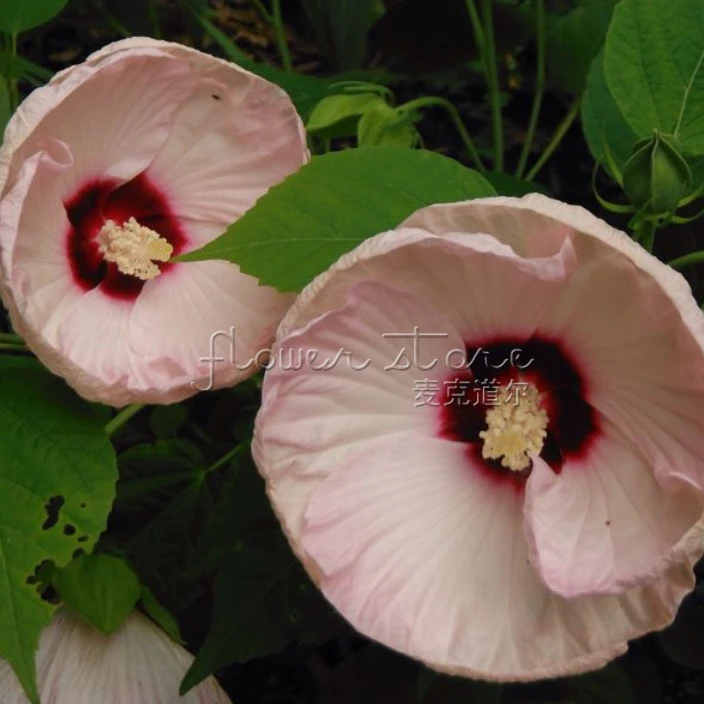 20 Rare Hibiscus Flower Seeds Heirloom Round Plate Huge backyard ... 20 Rare Hibiscus Flower Seeds Heirloom Round Plate Huge backyard ...