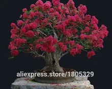 Free shipping .100 pcs Cheap Home Plants HEIRLOOM SEED CRAPE MYRTLE BONSAI FLOWER SEEDS Garden Supplies Creepers perfume Flower
