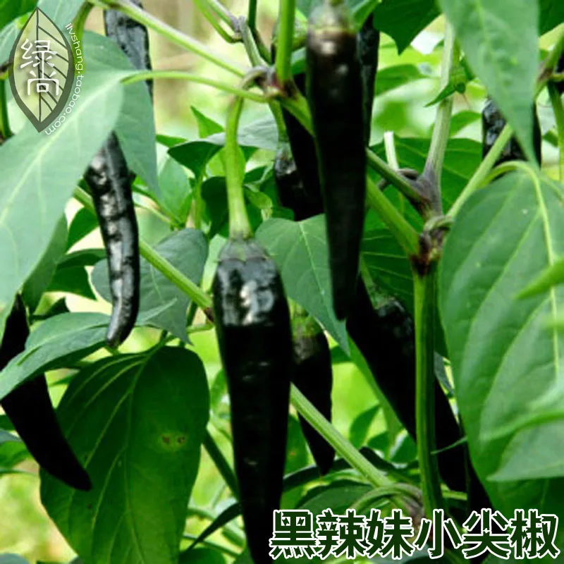 Чёрные перцы жёстко обслужили норки блондиночки