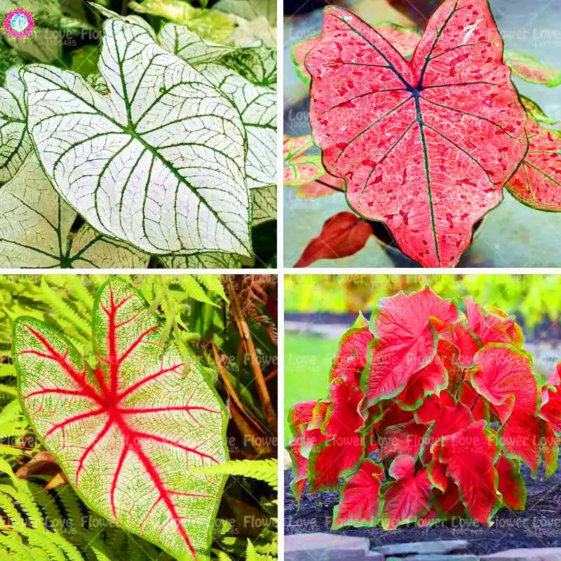 

100Pcs bonsai Multiple Colour Caladium flower plants Perennial Flower Garden Potted plant Caladium DIY Home Garden Bonsai Plants