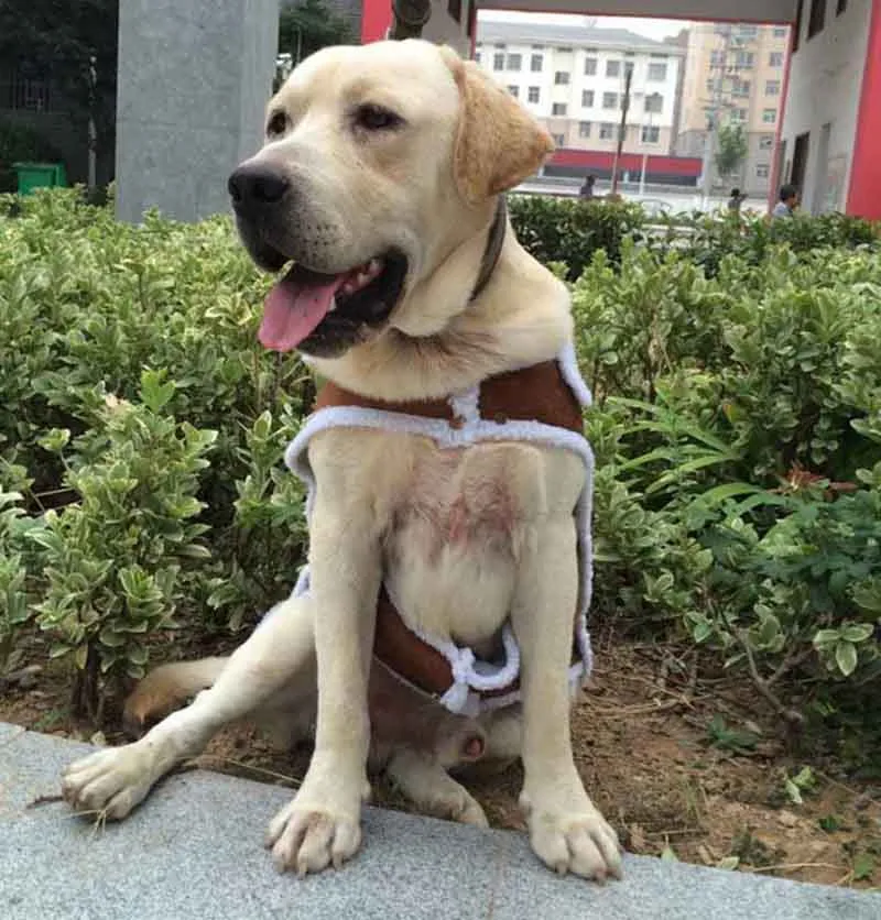 Designer Large Dog Vest Pet Clothes for Big Dogs Luxury Labrador Coat Winter Clothing For Golden Retriever Shepherd Pet Supplies2