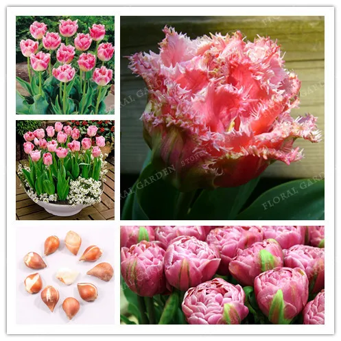 

True Pink Tulip Bulbs,Tulip Flower,( Tulip Bonsai),Flower Bulbs Symbolizes Love,Tulipanes Flower Plant for Garden Plants-2 Bulb
