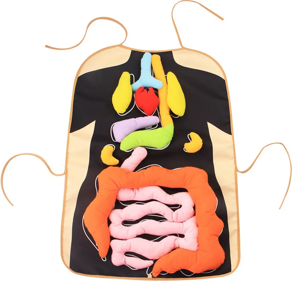  Baby Kid Human Internal Organs Early Education Teaching Equipment 3D Organ Apron Educational Toy Gi - 32994536140