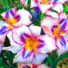 100pcs/pack 2016 Genuine Hemerocallis Seeds Flower Bonsai Plants Japanese Garden Rare Giant Lily Flowers Seeds Pot Planter Gift