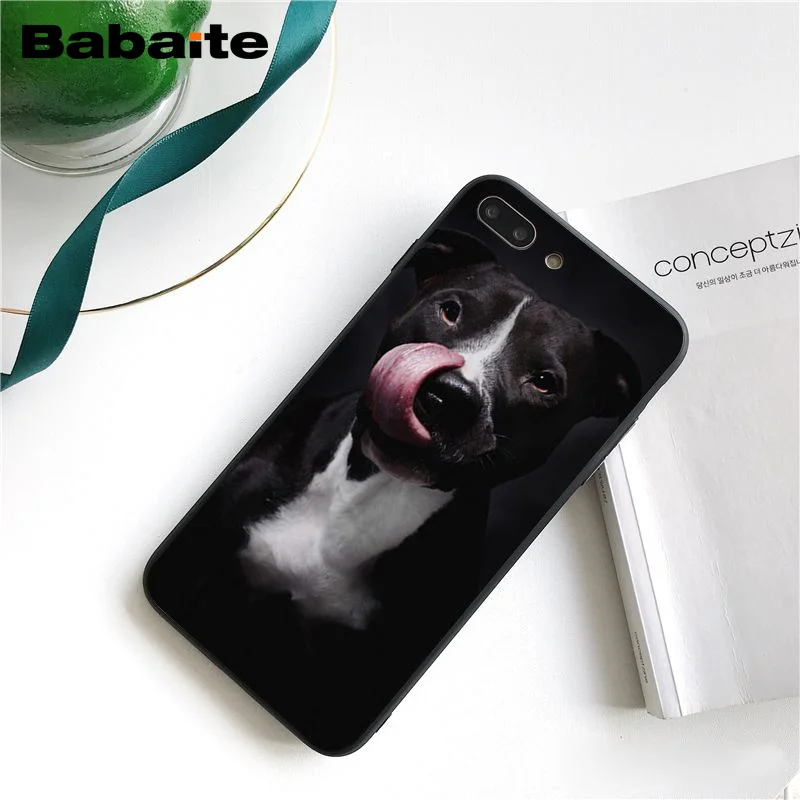 Pit Bull Lovely Pet Dog Pitbull