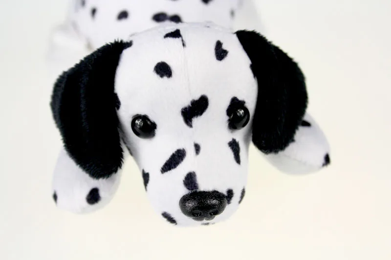 dalmatian dog_6