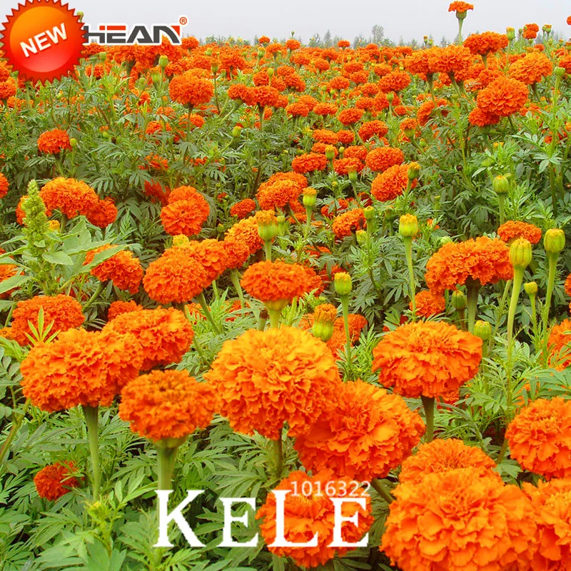 

Sale!Maidenhair Orange Petals Flower Plants Potted Garden Chrysanthemum Marigold Bonsai Plantas 50 Pcs/Pack,#Y3BNXI