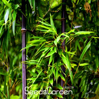 

Hot Sale!Rare Black Bamboo Plant Beautiful Bonsai Plantas for DIY Home Garden Household Items - 60 Pcs/Pack,#CN4LFE