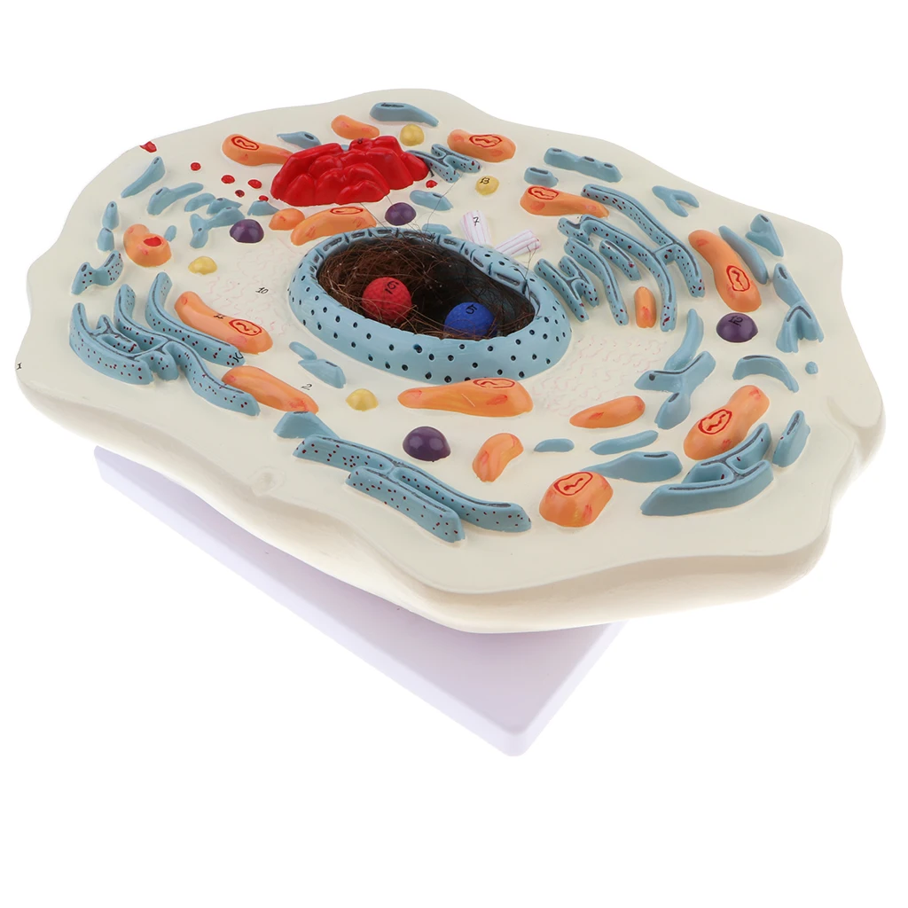 Magnification 20000X Animal Cell Micro Structural Anatomy Model Biological Learning Display Lab Ornament