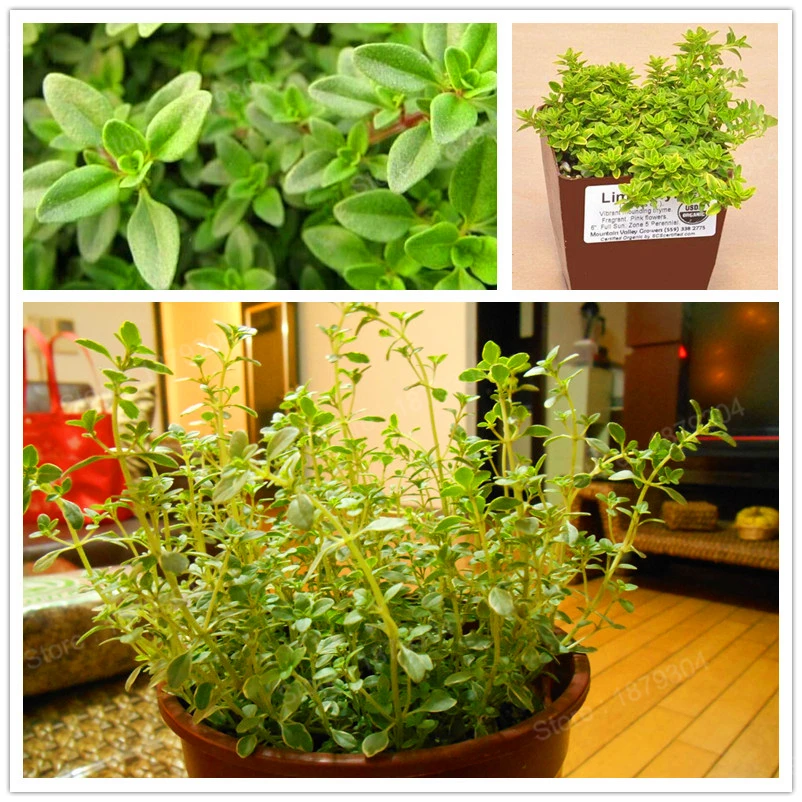 

100pcs/bag Lemon thyme bonsai Flower Herb garden Plant vegetable flores Thymus, Mosquito Repelling Creeping Culinary,Fast growin