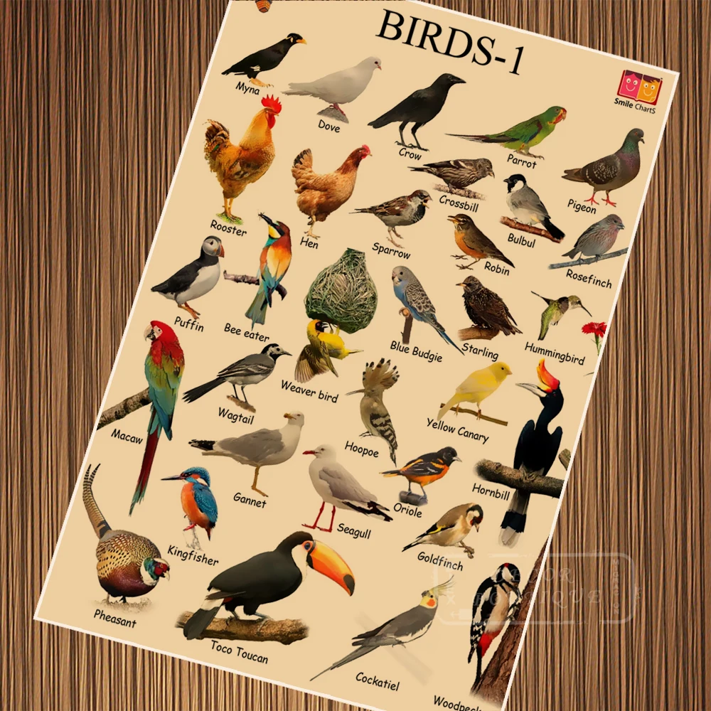 Aliexpress.com : Buy Common Backyard Bird Species Child Education Aliexpress.com : Buy Common Backyard Bird Species Child Education Vintage Retro Poster Canvas Painting DIY Wall Paper Posters Home Gift Decoration from ... - Aliexpress.com : Buy Common Backyard Bird Species Child Education